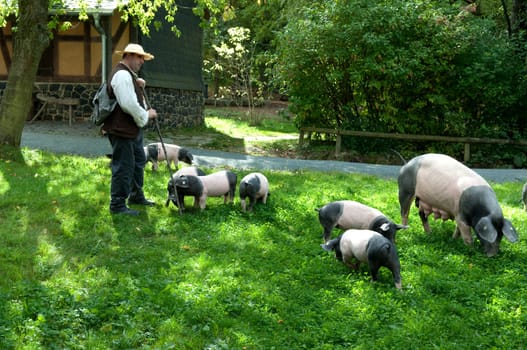 Sattelschwein, Deutsche, Nutztierrasse