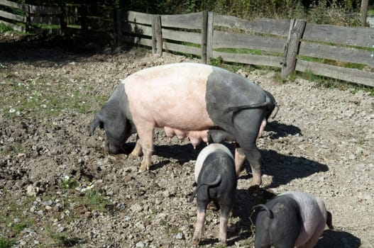 Sattelschwein, Deutsche, Nutztierrasse
