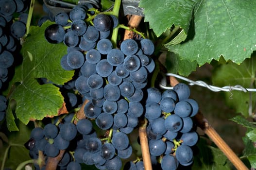 Blue Spaetburgunder,Pinot,noir,Red Wine