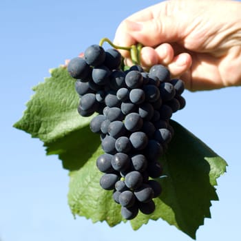Blue Spaetburgunder,Pinot,noir,Red Wine