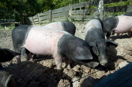 Sattelschwein, Deutsche, Nutztierrasse
