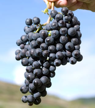 Blue Spaetburgunder,Pinot,noir,Red Wine