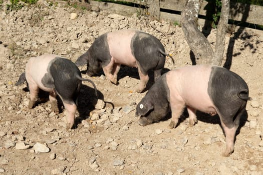 Sattelschwein, Deutsche, Nutztierrasse
