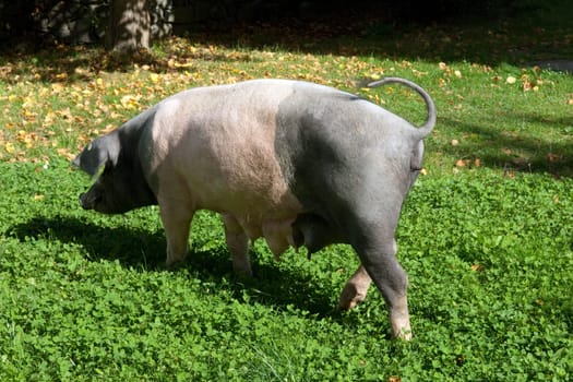 Sattelschwein, Deutsche, Nutztierrasse