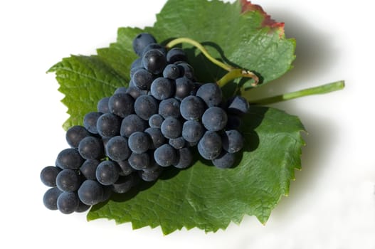 Blauer Spaetburgunder, Pinot, noir, Rotwein