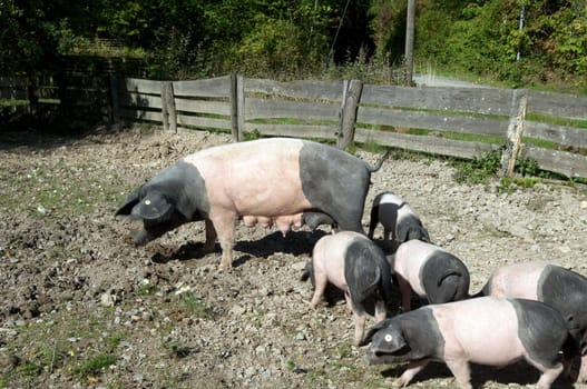 Sattelschwein, Deutsche, Nutztierrasse