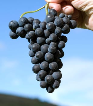 Blue Spaetburgunder,Pinot,noir,Red Wine