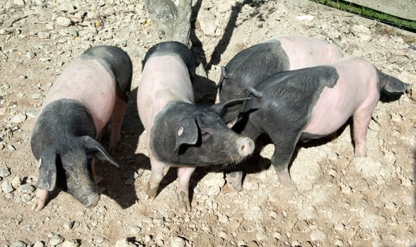Sattelschwein, Deutsche, Nutztierrasse