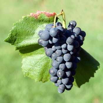 Blue Spaetburgunder,Pinot,noir,Red Wine