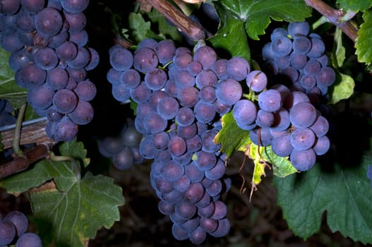 Blue Spaetburgunder,Pinot,noir,Red Wine