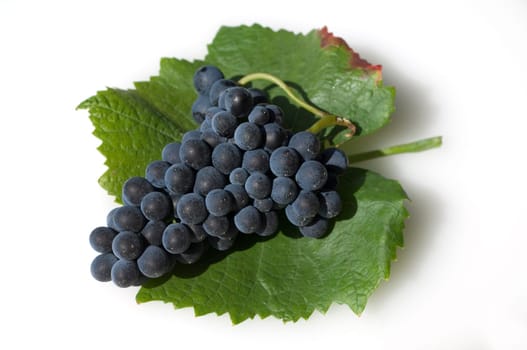 Blauer Spaetburgunder, Pinot, noir, Rotwein