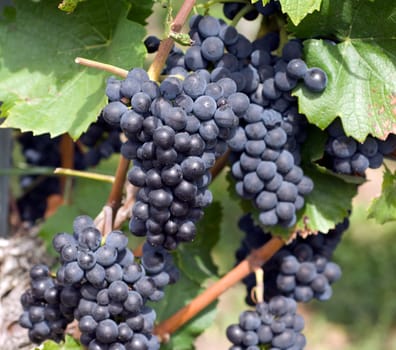 Blue Spaetburgunder,Pinot,noir,Red Wine