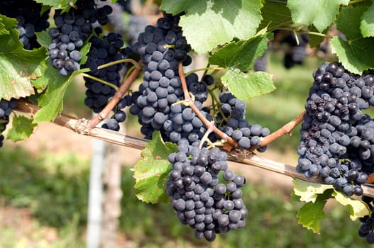 Blue Spaetburgunder,Pinot,noir,Red Wine