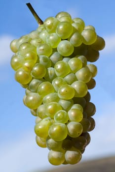 Weissburgunder,Weisswein,Weisse,Grapes
