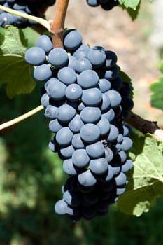 Syrah,red wine,red,grapes,grapes
