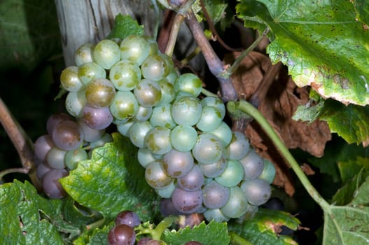 Weissburgunder,Weisswein,Weisse,Grapes