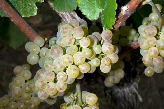 Weissburgunder,Weisswein,Weisse,Grapes