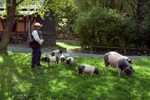 Sattelschwein, Deutsche, Nutztierrasse