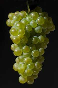 Weissburgunder, Weisswein, Weisse, Weintrauben