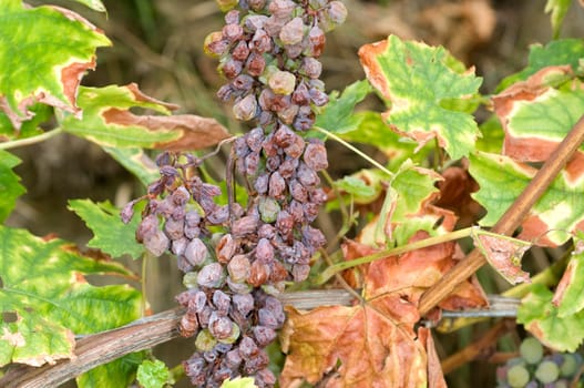 dry fauna,plant disease,Pinot Blanc