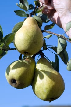 Williams,Christian,Pear,Pyrus communis