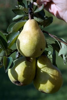 Williams,Christian,Pear,Pyrus communis