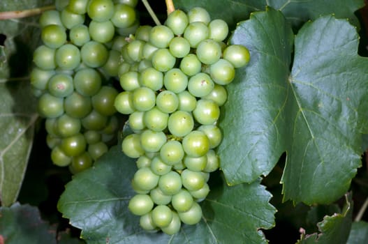 Weissburgunder,Weisswein,Weisse,Grapes