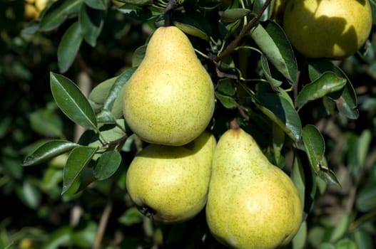 Williams,Christian,Pear,Pyrus communis
