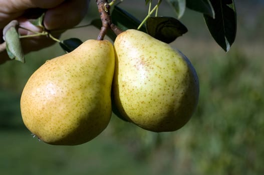 Williams,Christian,Pear,Pyrus communis