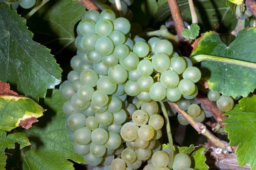 Weissburgunder,Weisswein,Weisse,Grapes