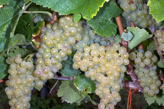 Weissburgunder,Weisswein,Weisse,Grapes