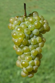 Weissburgunder,Weisswein,Weisse,Grapes