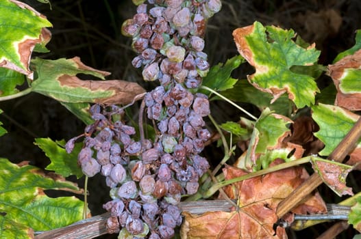 dry fauna,plant disease,Pinot Blanc