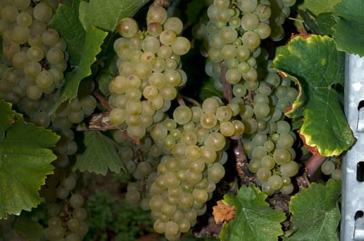 Weissburgunder,Weisswein,Weisse,Grapes