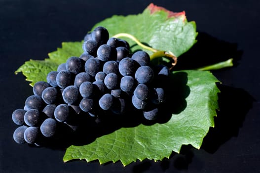 Blauer Spaetburgunder, Pinot, noir, Rotwein