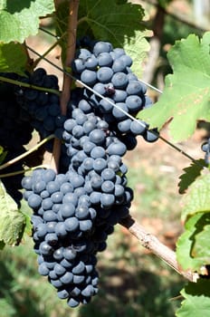 Syrah,red wine,red,grapes,grapes