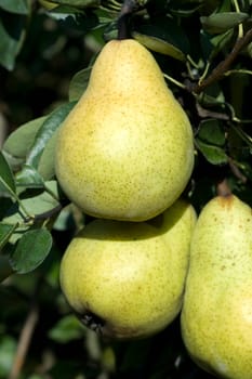 Williams,Christian,Pear,Pyrus communis
