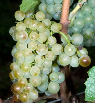Weissburgunder,Weisswein,Weisse,Grapes