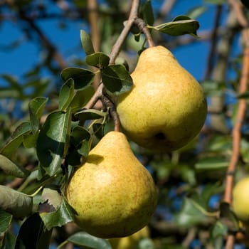 Williams,Christian,Pear,Pyrus communis