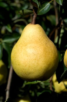 Williams,Christian,Pear,Pyrus communis