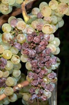 dry fauna,plant disease,Pinot Blanc