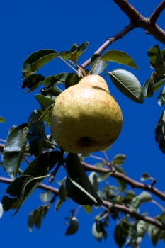 Williams,Christian,Pear,Pyrus communis