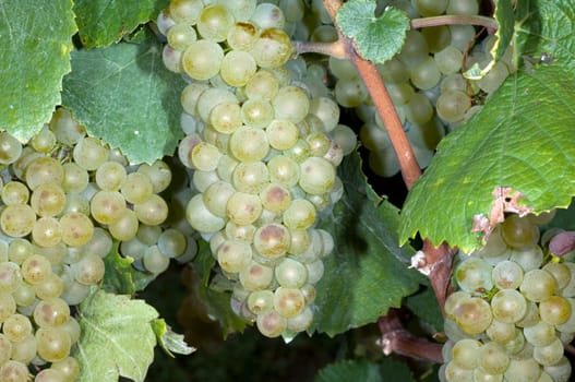 Riesling, Weisswein, Weisse, Weintrauben