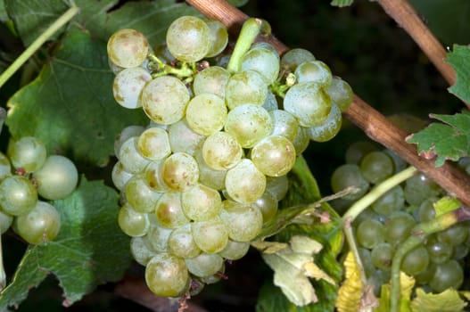 Weissburgunder,Weisswein,Weisse,Grapes
