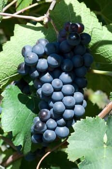 Sangiovese,red wine,red,grapes,grapes
