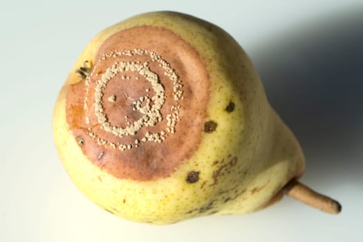 Williams,Christian,Pear,Pyrus communis