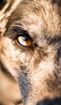 An animals eye is half white and brown making for an intense look