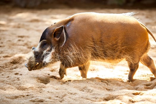 Mature specimen of red river hog or potamochoerus porcus pictus