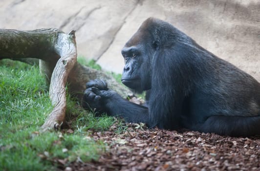 Western lowland gorilla or Gorilla gorilla gorilla enjoying some rest