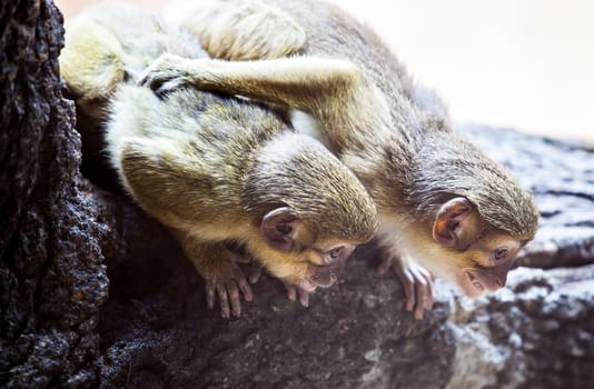 Two little funny gabon talapoin also known as the northern talapoins, Miopithecus ogouensis